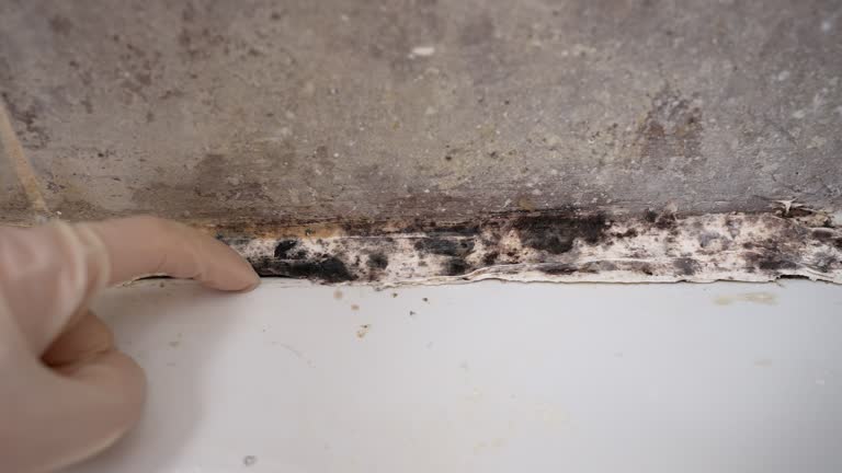 Best Emergency Mold Remediation  in Union Hill Novelty Hill, WA